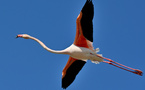 Parc ornithologique du Pont de Gau - Saintes-Maries-de-la-Mer - 13460